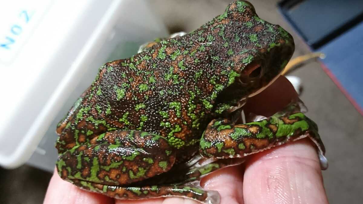 天然採集 モリアオガエル 伊豆半島エリア 約80mm No 2 カエル 売買されたオークション情報 Yahooの商品情報をアーカイブ公開 オークファン Aucfan Com