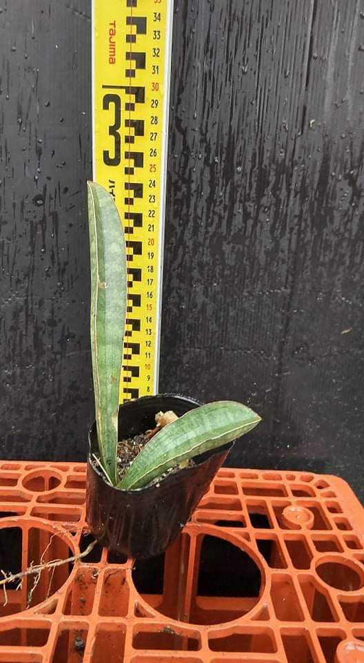 サンスベリア 斑入り Sansevieria KN サイナスシミオルム R1881 Sinus
