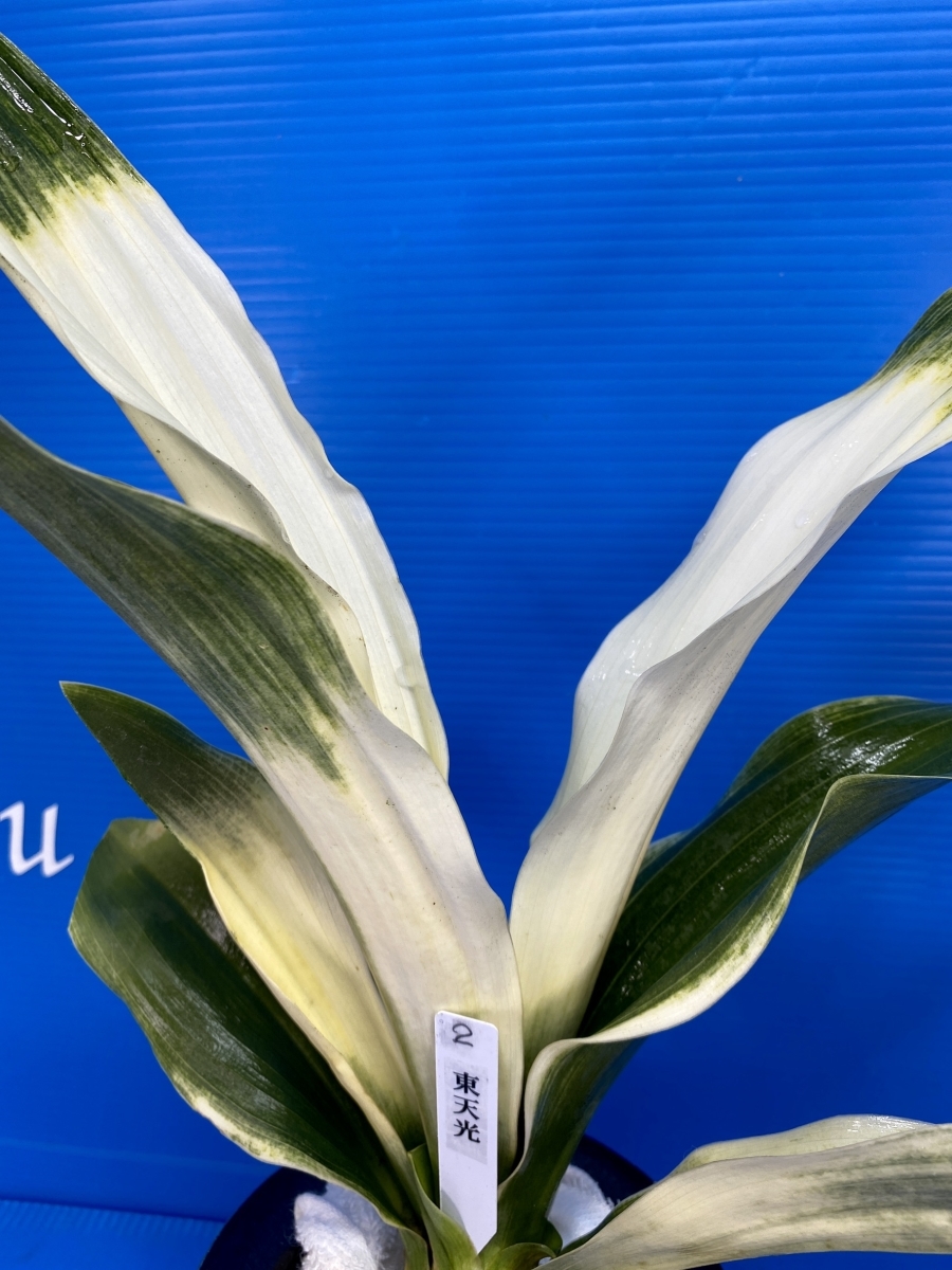 2 おもと 万年青 オモト 東天光 とうてんこう 盆栽 多年草 観葉植物 開運 厄除け 長寿 蘭 盆栽 売買されたオークション情報 Yahooの商品情報をアーカイブ公開 オークファン Aucfan Com