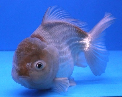 ①　☆超極上個体☆　ビックヘット達磨(元宝)シルバーヤンボウ　ショートテール金魚　18cm位