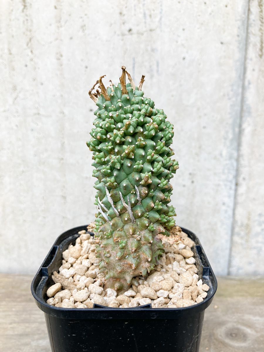 Euphorbia multiceps C33【大株】ユーフォルビア ムルチセプス 多頭