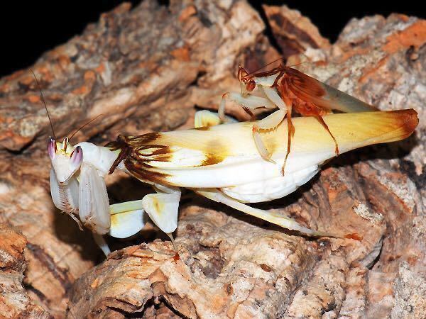 マレー産ハナ力マキリ幼虫ペア　カマキリ