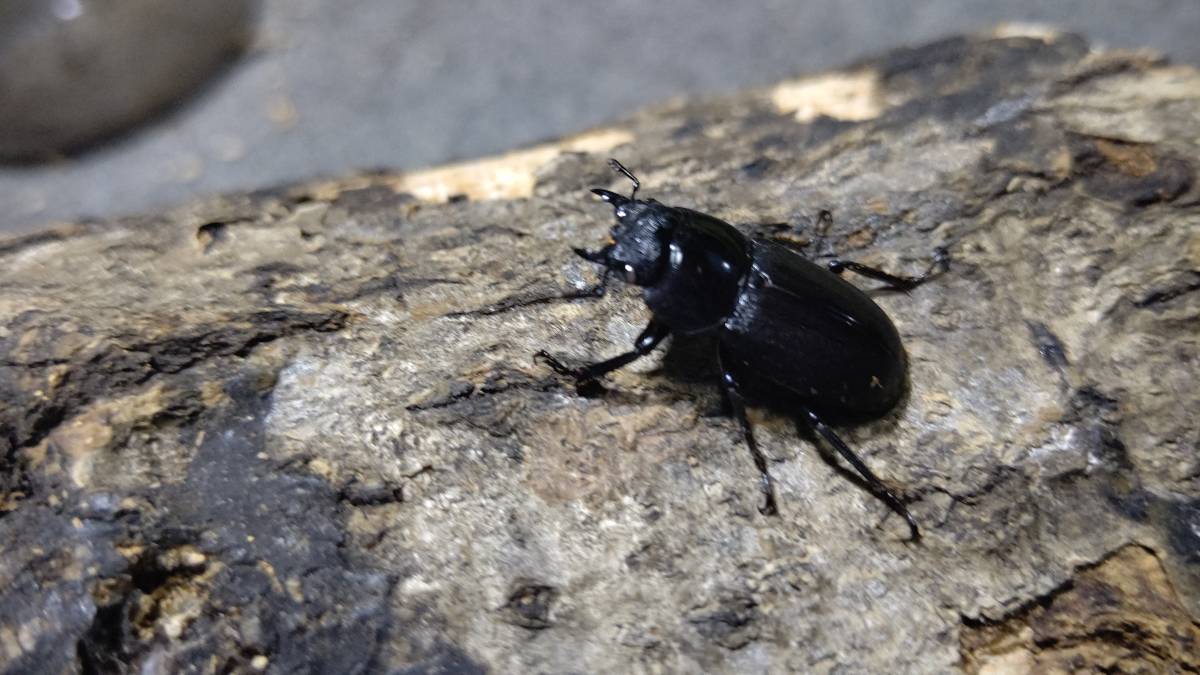 Dda Wwニジイロクワガタ ホワイトアイ 50 54mm 成虫