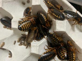 特価！！デュビア成虫500匹