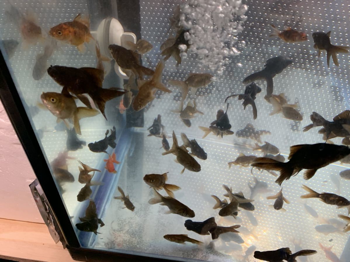 1セット限り 金魚ミックス デメキン15匹入り 合計80匹 金魚 売買されたオークション情報 Yahooの商品情報をアーカイブ公開 オークファン Aucfan Com