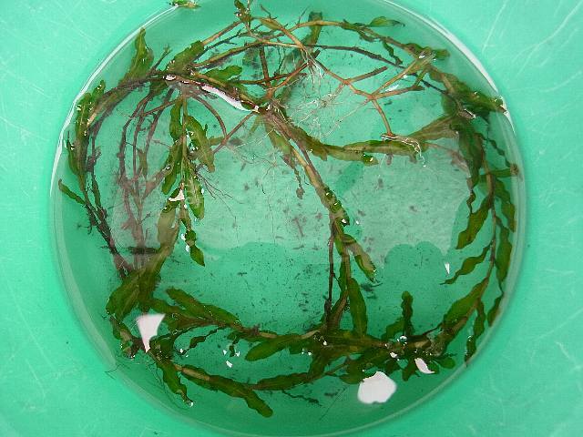 清涼感たっぷり 水草 エビモ 15 30cm 10本セット 小型淡水魚の水槽アレンジ ヌマエビの休憩場所に13 水草 売買されたオークション情報 Yahooの商品情報をアーカイブ公開 オークファン Aucfan Com