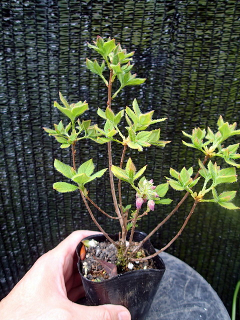 S D ハコネツリガネツツジ 樹木 原種ツツジ シダ 野草 珍種 原種 野生ラン 観葉植物 売買されたオークション情報 Yahooの商品情報をアーカイブ公開 オークファン Aucfan Com