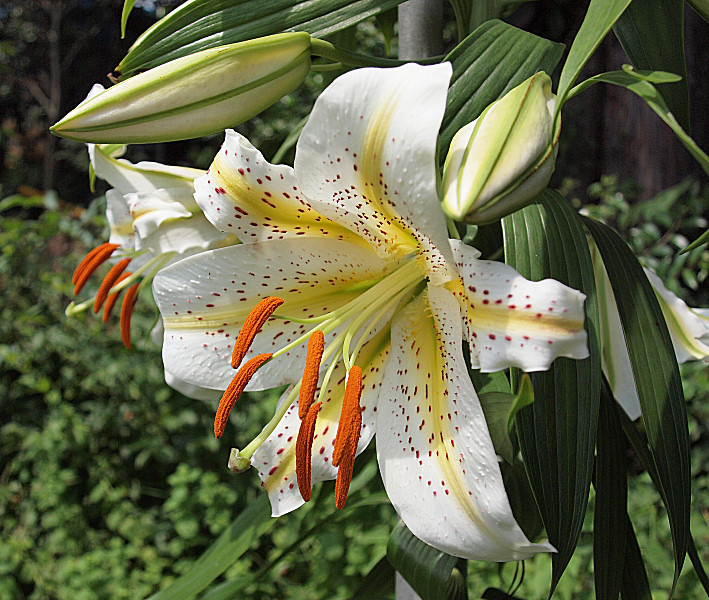 ヤマユリ 山百合 苗 送料第四種郵便73円 クリックポスト198円 ユリ 売買されたオークション情報 Yahooの商品情報をアーカイブ公開 オークファン Aucfan Com