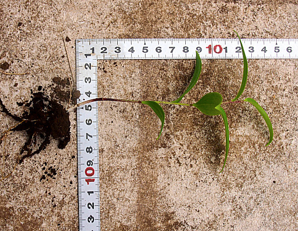 ヤマユリ 山百合 苗 送料第四種郵便73円 クリックポスト198円 ユリ 売買されたオークション情報 Yahooの商品情報をアーカイブ公開 オークファン Aucfan Com