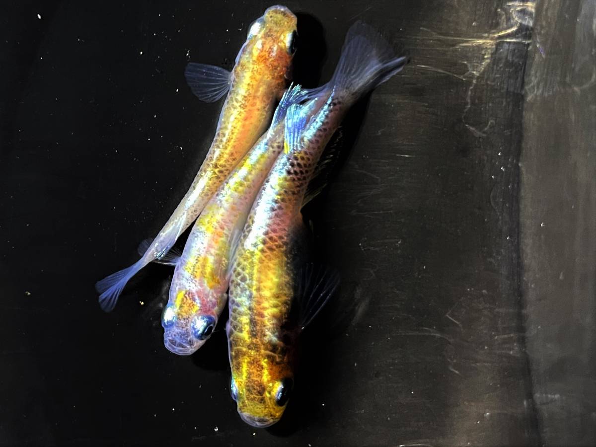 ほのめだか 花魁 墨入り オス1メス2 めだか 売買されたオークション情報 Yahooの商品情報をアーカイブ公開 オークファン Aucfan Com