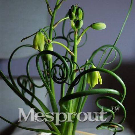 アルブカナマケンシス ボンサイブロードリーフグラス ユリ科 レア 多肉植物 ねじ巻き草 ジグザグ草 種子30粒 奇妙 彡美麗 彡奇想天外 観葉植物 売買されたオークション情報 Yahooの商品情報をアーカイブ公開 オークファン Aucfan Com アルブカナマケンシス ボンサイブロードリーフグラス ユリ科 レア 多肉植物 ねじ巻き草 ジグザグ草 種子30粒 奇妙 彡美麗 彡奇想天外 観葉植物 売買されたオークション情報 Yahooの商品情報をアーカイブ公開 オークファン Aucfan Com