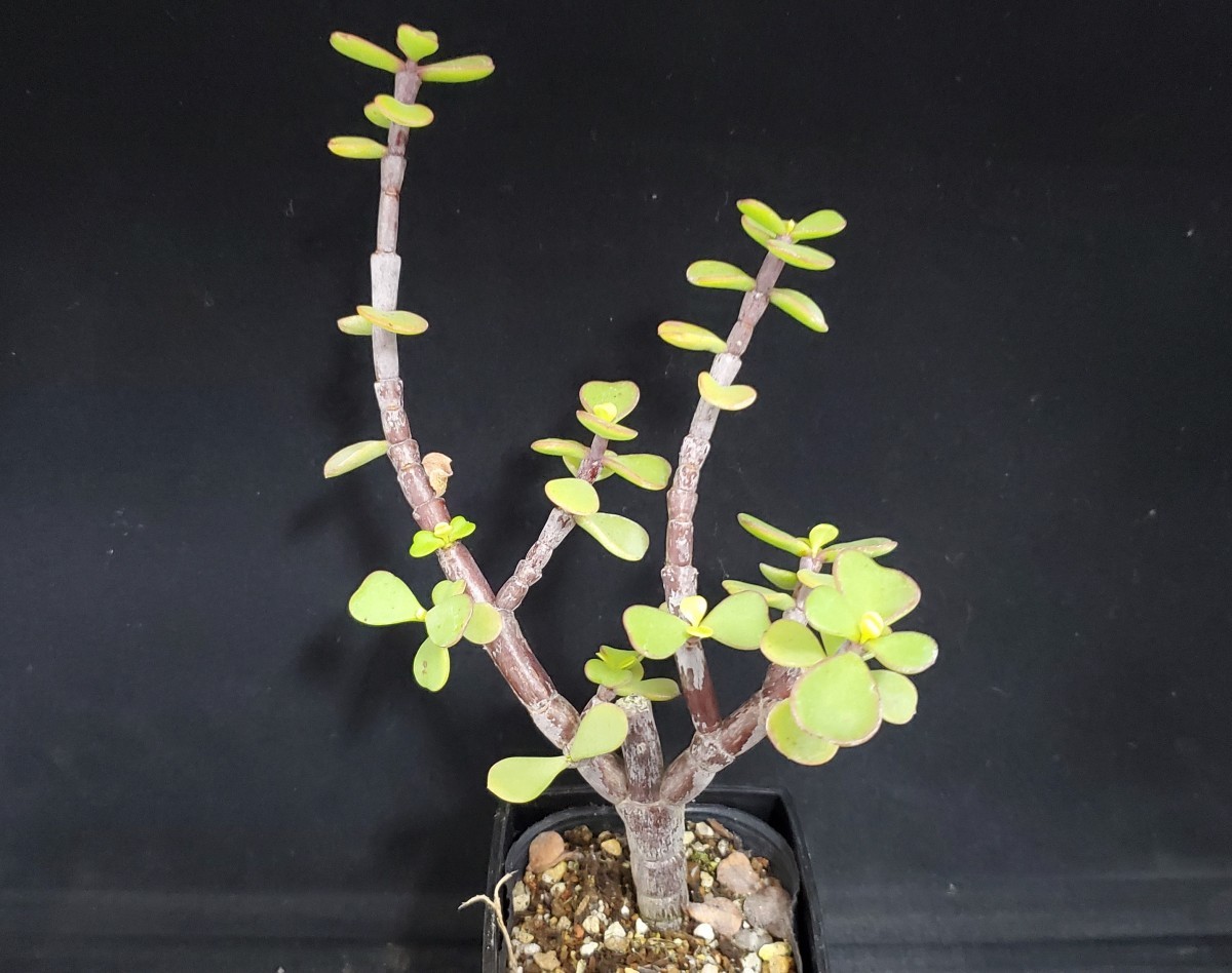 多肉植物 ポーチュカリア属 銀杏木 ａ サボテン 売買されたオークション情報 Yahooの商品情報をアーカイブ公開 オークファン Aucfan Com