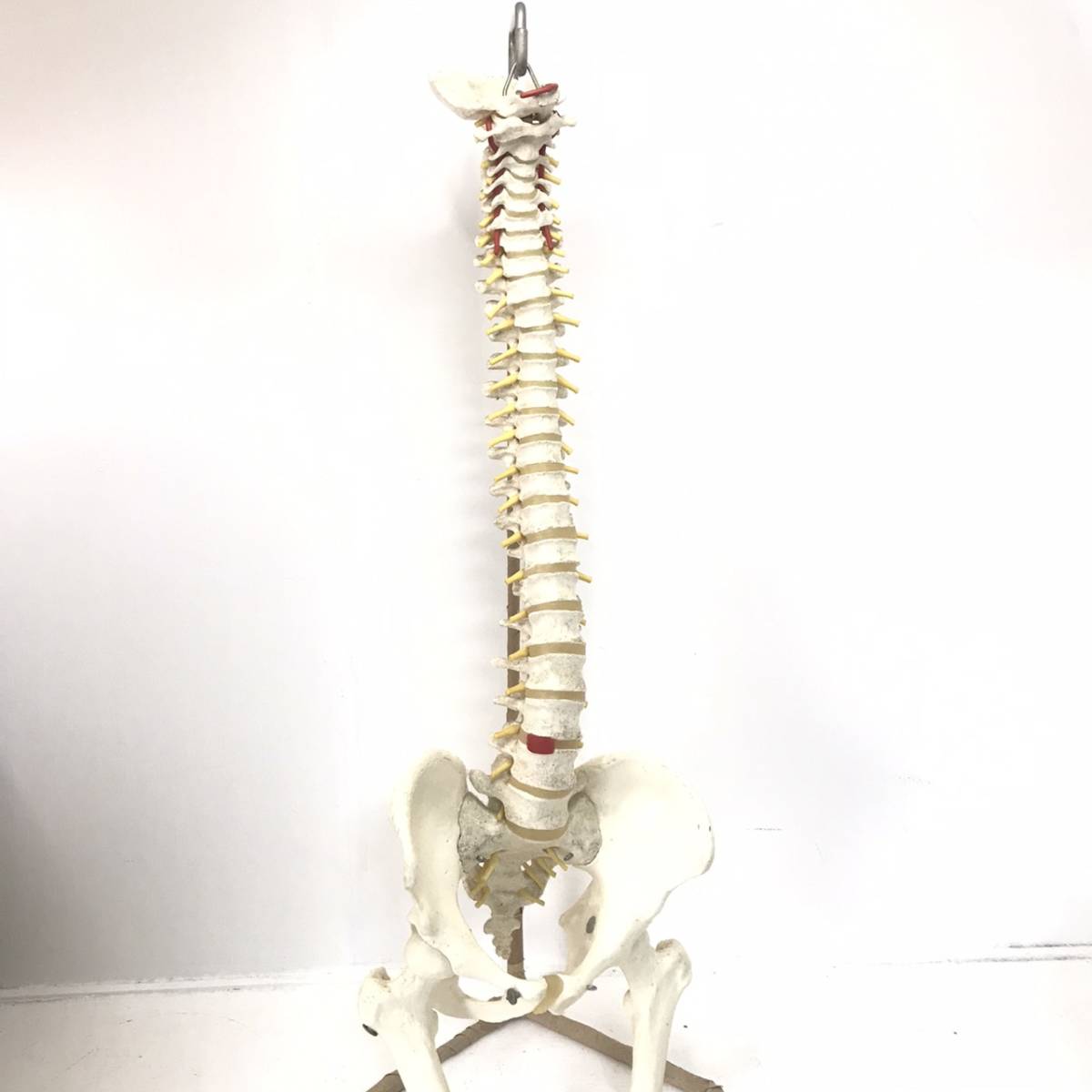 人体模型 : 模型 脊髄 背骨 脊椎 骨格標本 脊柱 骨盤 モノライフ 