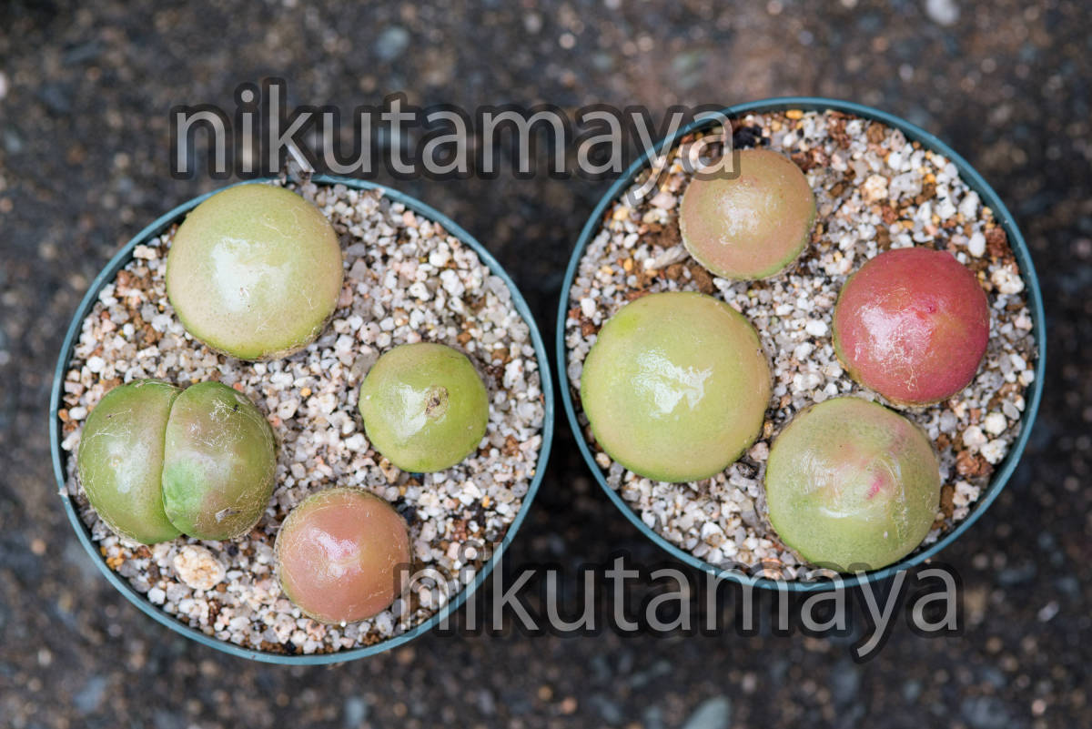 多肉種子 メセン コノフィツム ブルゲリ 約30粒 サボテン 売買されたオークション情報 Yahooの商品情報をアーカイブ公開 オークファン Aucfan Com