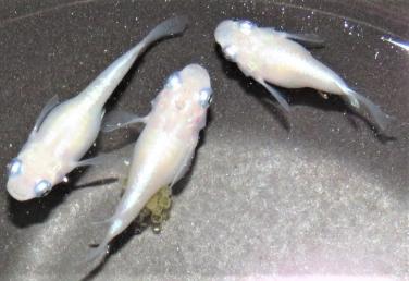 かわいい 紅だるま 半だるま の若魚s Mサイズ15匹 A めだかp した めだか 売買されたオークション情報 Yahooの商品情報をアーカイブ公開 オークファン Aucfan Com