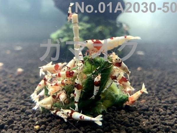 レッドビーシュリンプ 30匹 No.01A2030-50の水槽から(6) （約1cm