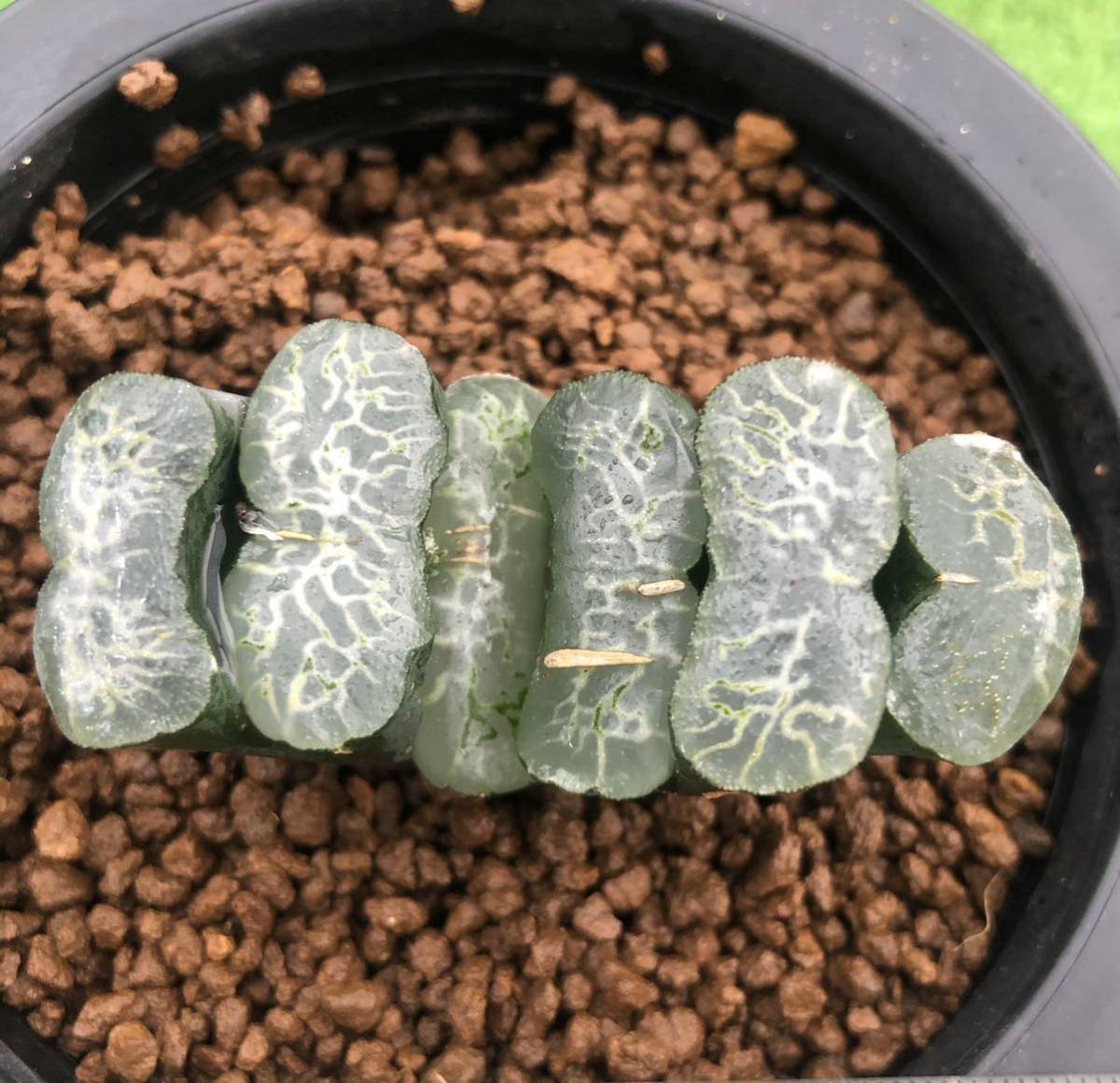 多肉植物 ハオルチア 玉扇 瑞龍 サボテン 売買されたオークション情報 Yahooの商品情報をアーカイブ公開 オークファン Aucfan Com 多肉植物 ハオルチア 玉扇 瑞龍 サボテン 売買されたオークション情報 Yahooの商品情報をアーカイブ公開 オークファン Aucfan Com