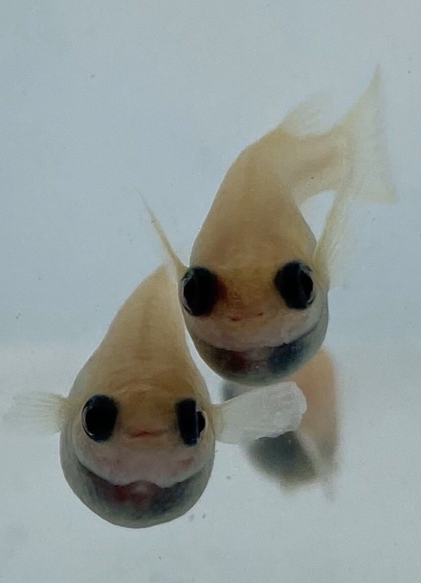 出目パンダだるま体型メダカ 有精卵個 15個 保証5個 めだか 売買されたオークション情報 Yahooの商品情報をアーカイブ公開 オークファン Aucfan Com 出目パンダだるま体型メダカ 有精卵個 15個 保証5個 めだか 売買されたオークション情報 Yahooの商品情報をアーカイブ公開 オークファン Aucfan Com