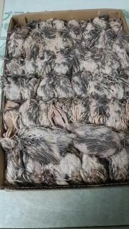 冷凍ウズラ。内臓処理済み(国内産) 1ケース(50匹入) 巡り合わ