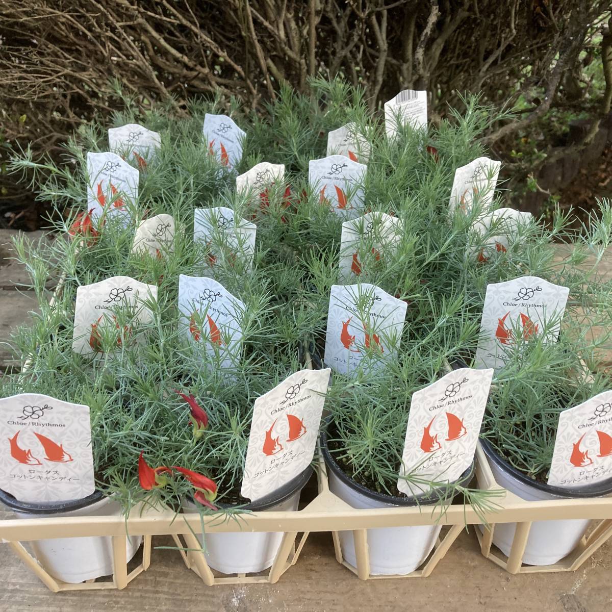 プレミアムガーデニング ふわふわもこもこ ロータスコットンキャンディー ４ポット 苗 売買されたオークション情報 Yahooの商品情報をアーカイブ公開 オークファン Aucfan Com