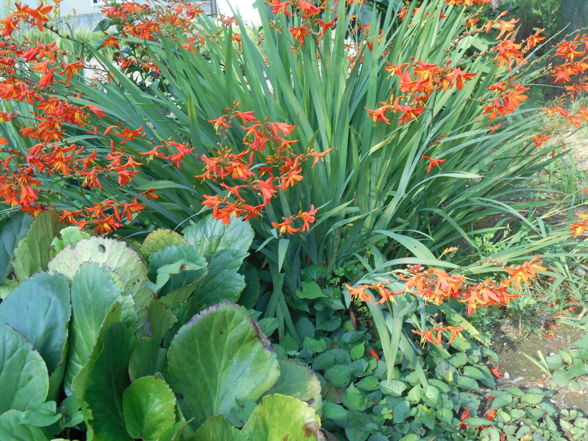 花の苗 モントブレチア ヒメヒオウギズイセン クロコスミア 5株 苗 売買されたオークション情報 Yahooの商品情報をアーカイブ公開 オークファン Aucfan Com