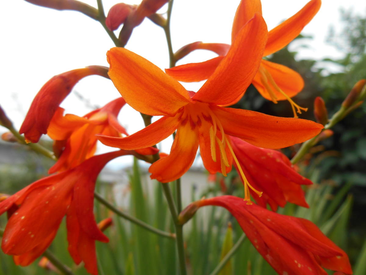 花の苗 モントブレチア ヒメヒオウギズイセン クロコスミア 5株 苗 売買されたオークション情報 Yahooの商品情報をアーカイブ公開 オークファン Aucfan Com