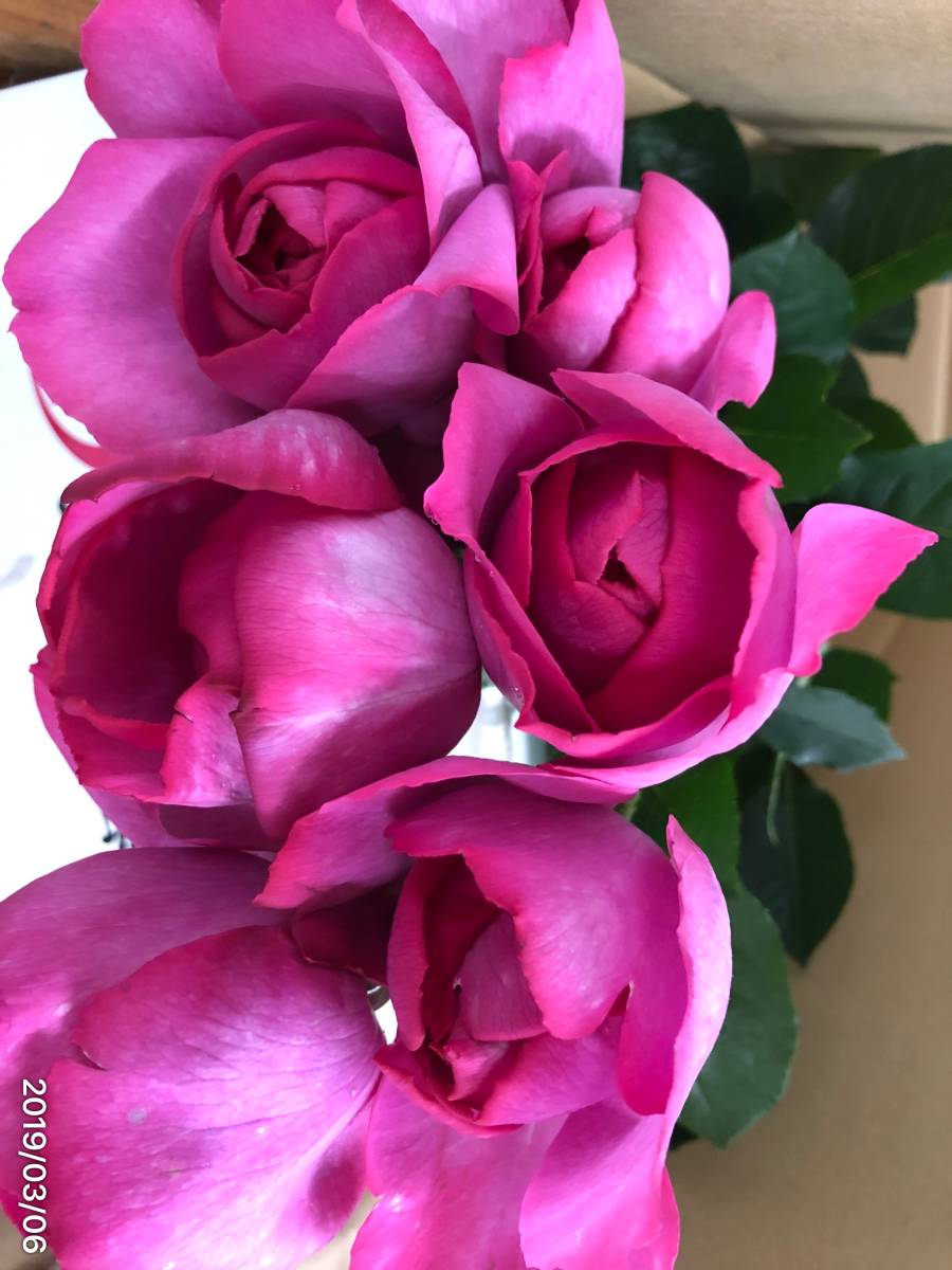 香りのバラ イブピアッチェ フリフリ シャクヤク咲きの大変豪華 強香 挿し木苗 バラ 売買されたオークション情報 Yahooの商品情報をアーカイブ公開 オークファン Aucfan Com