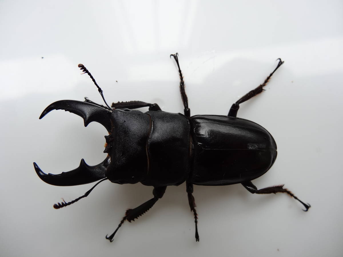数量限定価格 国産 ヒラタクワガタ 31mm Www Takemetotheriver Ca