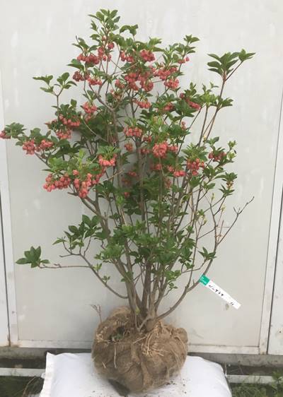 くありませ 現品 紅更紗ドウダンツツジ 樹高1 1ｍ 根鉢含まず 18の通販 By ガプラ S Shop ラクマ みます Mcmc Gr