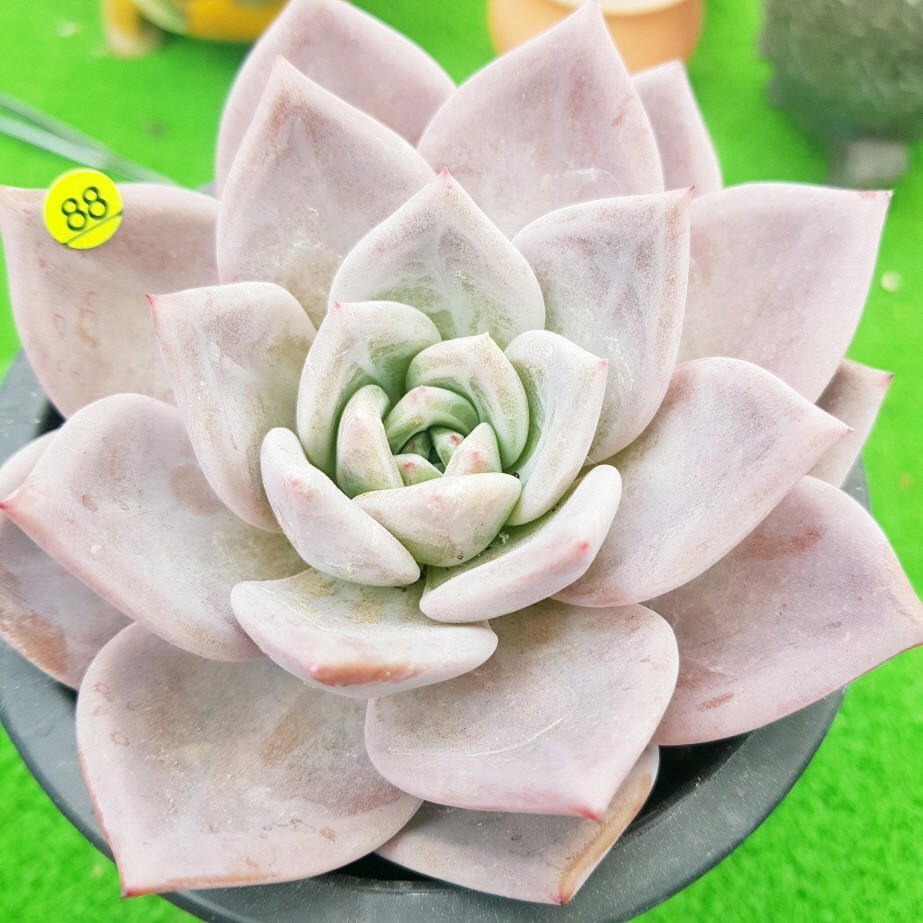 Ye0612 3 ピンクシャンペーン エケベリア 農園プラティナ 同梱発送 韓国苗 多肉植物 サボテン サボテン 売買されたオークション情報 Yahooの商品情報をアーカイブ公開 オークファン Aucfan Com