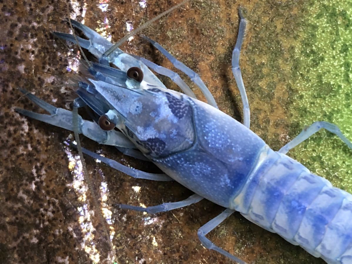 アメリカザリガニの色素変異 紺碧 Bkクリア ブルークリア 写真の個体 5センチくらいオス 青 固定されたクリアザリガニ A13 甲殻類 売買されたオークション情報 Yahooの商品情報をアーカイブ公開 オークファン Aucfan Com