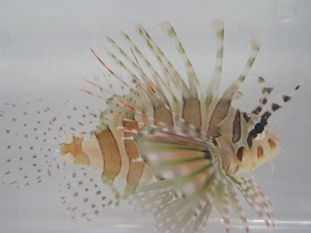 2匹 キリンミノカサゴ 4から6cm Sm Mサイズ フィリピン 海水魚 熱帯魚 生体 100サイズ関東送料1111円 海水魚 売買されたオークション情報 Yahooの商品情報をアーカイブ公開 オークファン Aucfan Com 2匹 キリンミノカサゴ 4から6cm Sm Mサイズ フィリピン 海水魚 熱帯魚 生体 100サイズ関東送料1111円 海水魚 売買されたオークション情報 Yahooの商品情報をアーカイブ公開 オークファン Aucfan Com