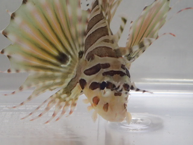 2匹 キリンミノカサゴ 4から6cm Sm Mサイズ フィリピン 海水魚 熱帯魚 生体 100サイズ関東送料1111円 海水魚 売買されたオークション情報 Yahooの商品情報をアーカイブ公開 オークファン Aucfan Com 2匹 キリンミノカサゴ 4から6cm Sm Mサイズ フィリピン 海水魚 熱帯魚 生体 100サイズ関東送料1111円 海水魚 売買されたオークション情報 Yahooの商品情報をアーカイブ公開 オークファン Aucfan Com