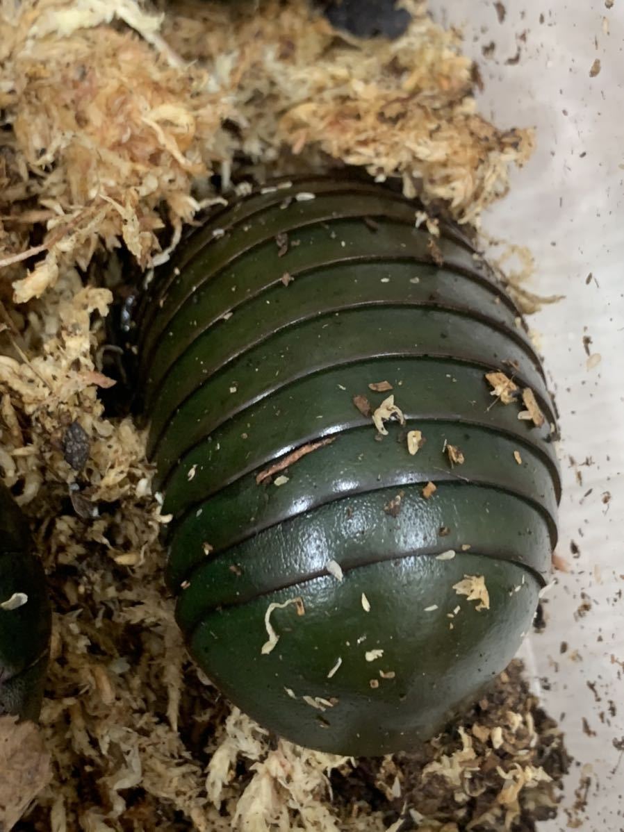 世界最大級のダンゴムシ ネッタイタマヤスデ Mサイズ メガボール 虫類 売買されたオークション情報 Yahooの商品情報をアーカイブ公開 オークファン Aucfan Com