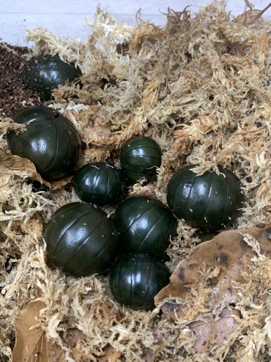 世界最大級のダンゴムシ ネッタイタマヤスデ Mサイズ メガボール 虫類 売買されたオークション情報 Yahooの商品情報をアーカイブ公開 オークファン Aucfan Com