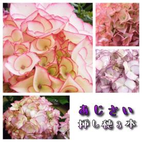 27 あじさい挿し穂3本 紫陽花　アジサイ_1