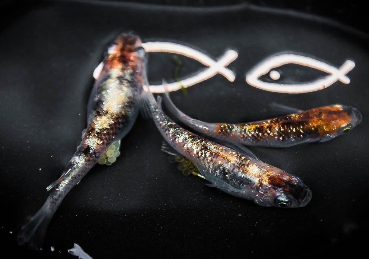 『夢幻メダカ』三色ラメ体外光　有精卵15個+α メダカ_1