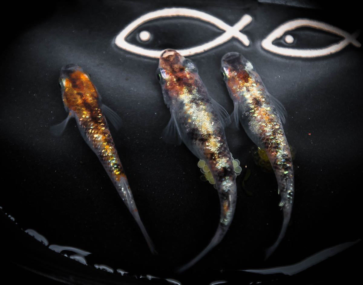 『夢幻メダカ』三色ラメ体外光　有精卵15個+α メダカ_2