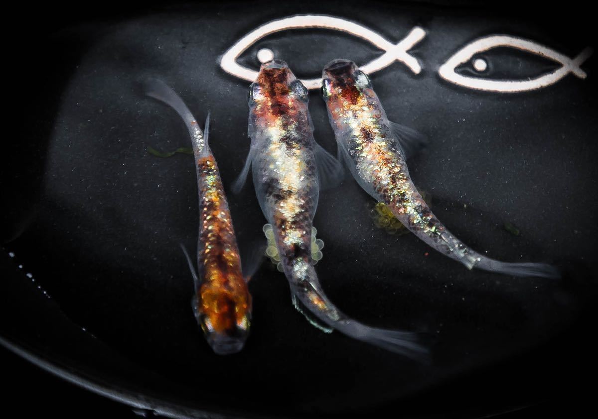 『夢幻メダカ』三色ラメ体外光　有精卵15個+α メダカ_3