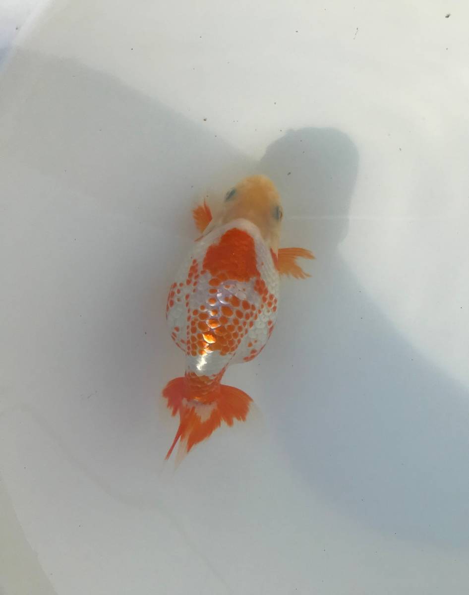 ブリーダーイチ押し個体 出雲ナンキン ２歳魚 超優魚血統 No Nm 494 金魚 売買されたオークション情報 Yahooの商品情報をアーカイブ公開 オークファン Aucfan Com