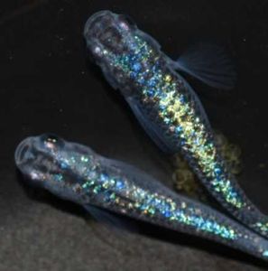 メダカ サファイアのヤフオク の相場 価格を見る ヤフオク のメダカ サファイアのオークション売買情報は2 196件が掲載されています