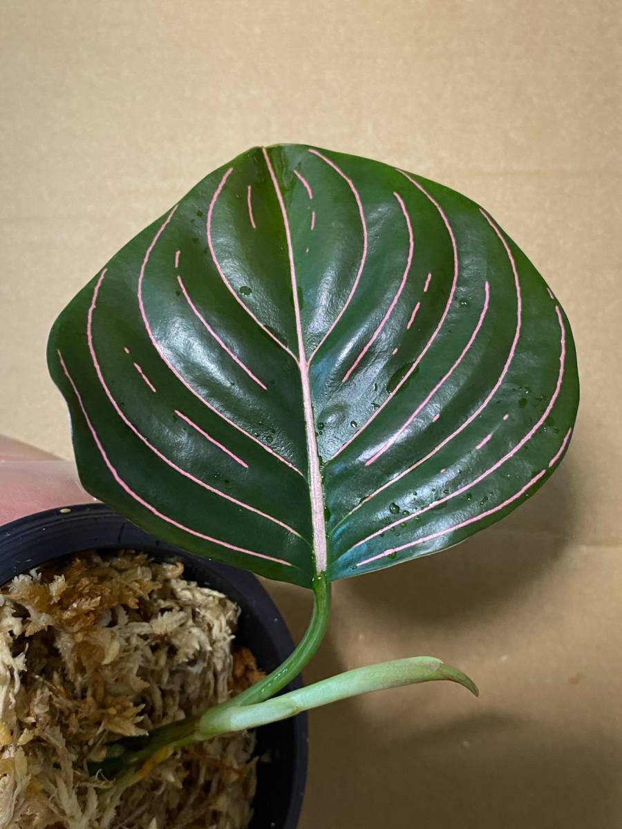アグラオネマ ロタンダム アチェ Aglaonema 【公式通販】