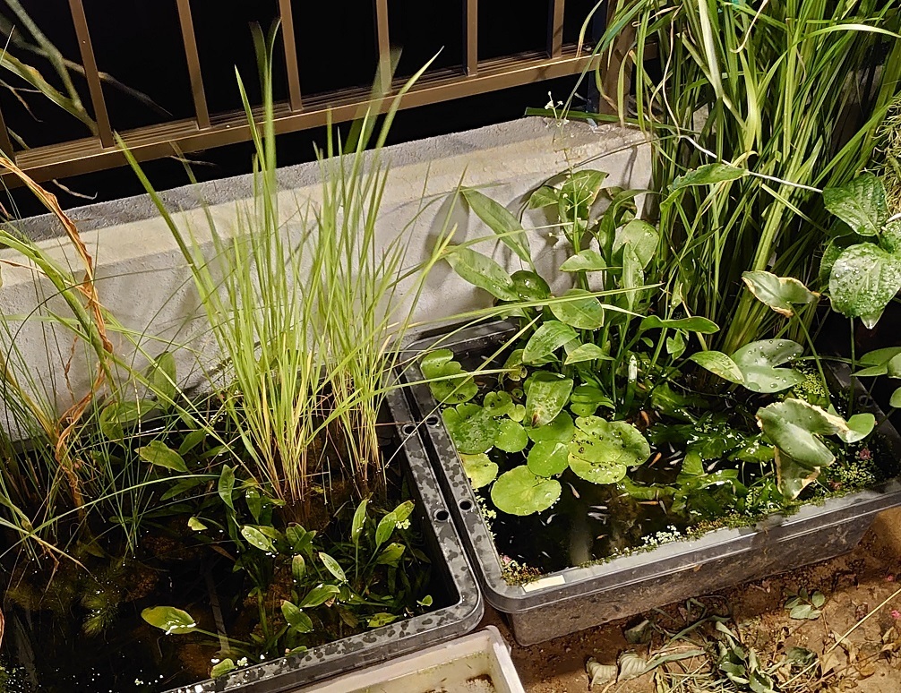 現物 オモダカ 4株 水上葉 屋外栽培 メダカ 池 ビオトープにお勧め 水草 売買されたオークション情報 Yahooの商品情報をアーカイブ公開 オークファン Aucfan Com