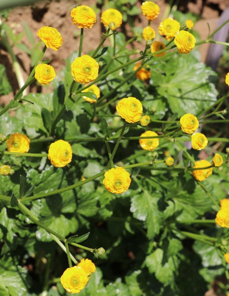 ラナンキュラス ゴールドコイン苗 株 送446円 A 苗 売買されたオークション情報 Yahooの商品情報をアーカイブ公開 オークファン Aucfan Com