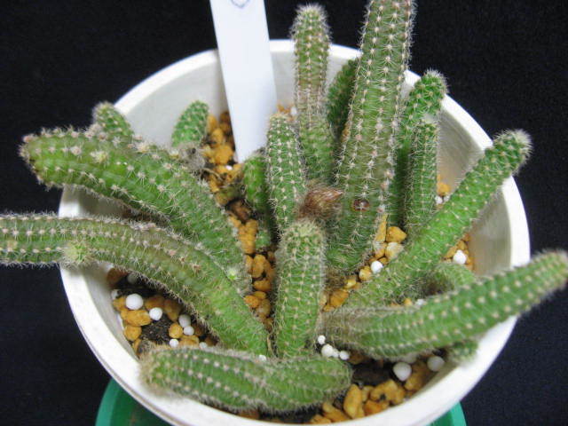 サボテン 楽しい姿 朱色の美花 ビャクダン 白檀 5 4号鉢植え サボテン 売買されたオークション情報 Yahooの商品情報をアーカイブ公開 オークファン Aucfan Com