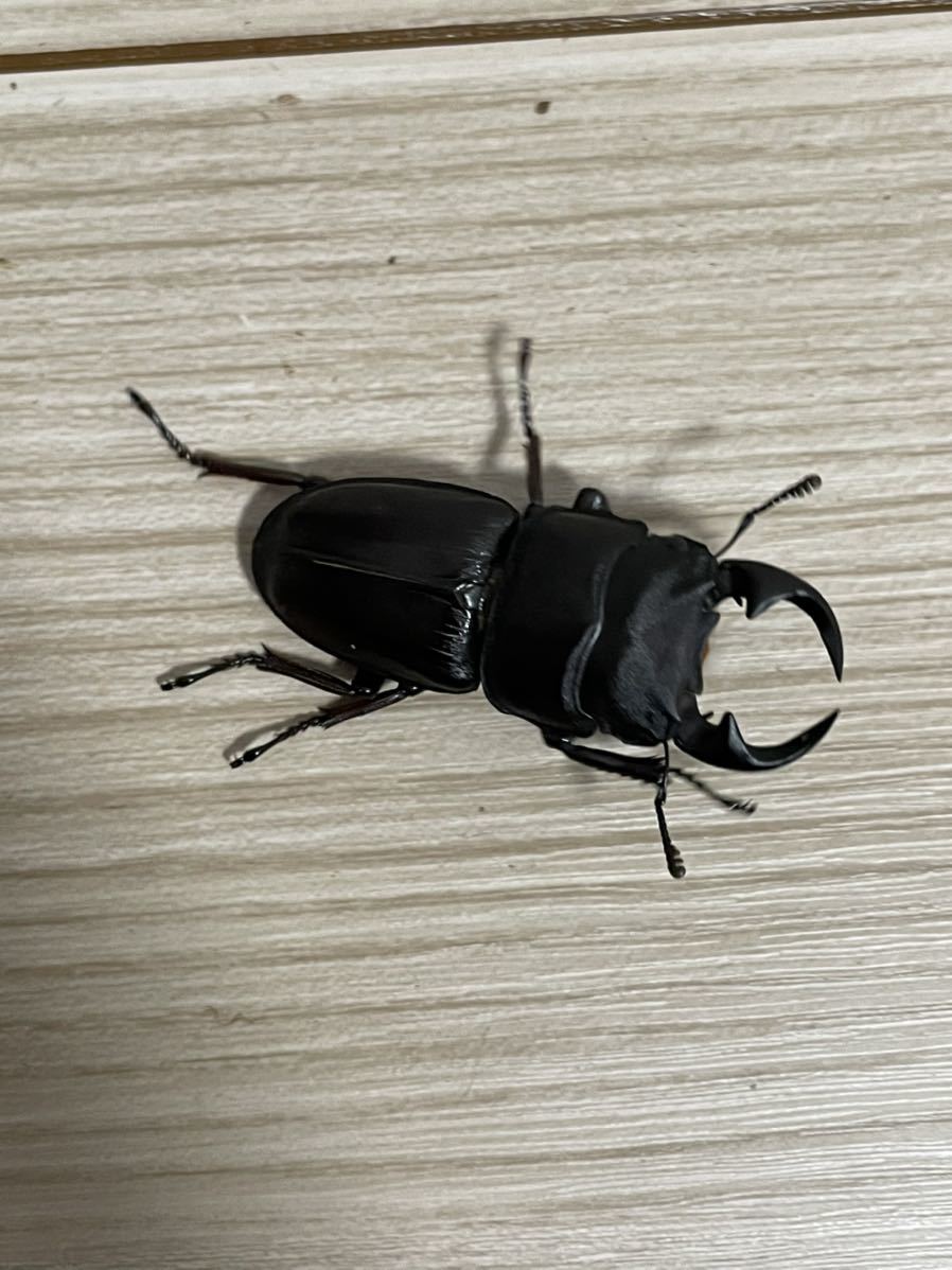 ミニサイズ オオクワガタ 5オス2メス 外国産 売買されたオークション情報 Yahooの商品情報をアーカイブ公開 オークファン Aucfan Com