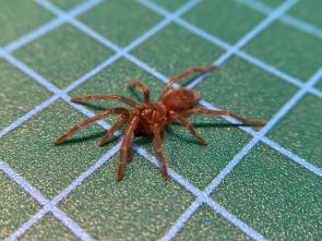 セール中 ブラジリアンサーモンピンクバードイーター 1 5cm Lasiodora Parahybana タランチュラ 蜘蛛 虫類 売買されたオークション情報 Yahooの商品情報をアーカイブ公開 オークファン Aucfan Com