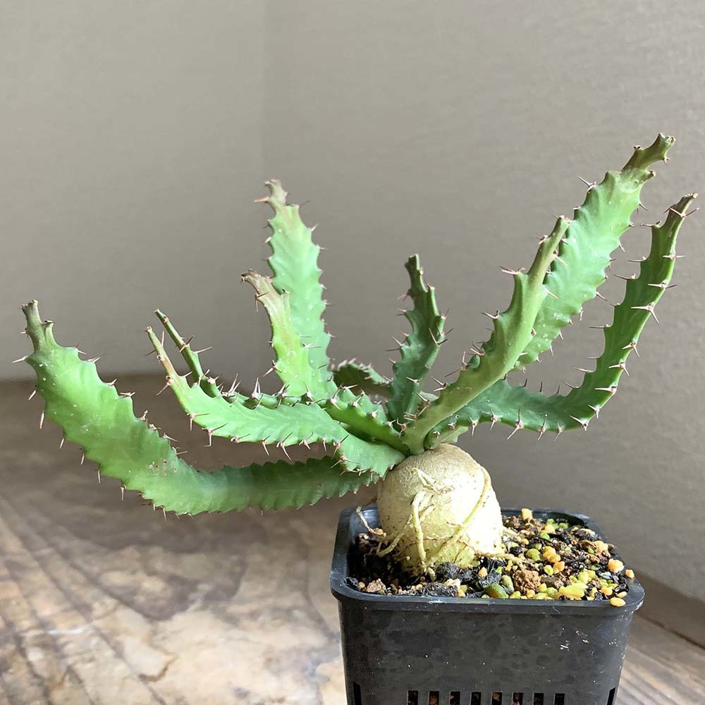 多肉植物　ギムノカリキウム　ミハノビッチ錦　発根済み ギムノカリキウム ミハノビッチ 