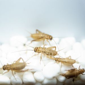 コオロギ エサのヤフオク の相場 価格を見る ヤフオク のコオロギ エサのオークション売買情報は52件が掲載されています