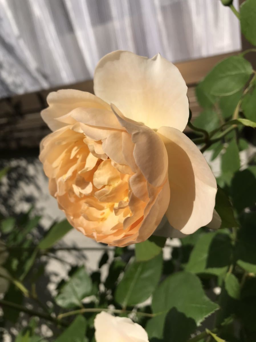 バラ苗 ムーンビーム 月光 第四種郵便可 四季咲き カップ咲き 白 クリーム色 黄 杏 アプリコット バラ 薔薇 苗2 苗 売買されたオークション情報 Yahooの商品情報をアーカイブ公開 オークファン Aucfan Com